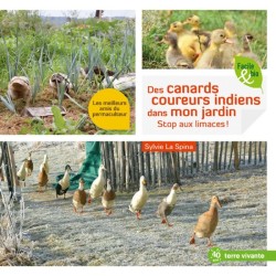 Des canards coureurs indiens dans mon jardin - Stop aux limaces ! Des canards coureurs indiens dans mon jardin - Stop aux limaces !