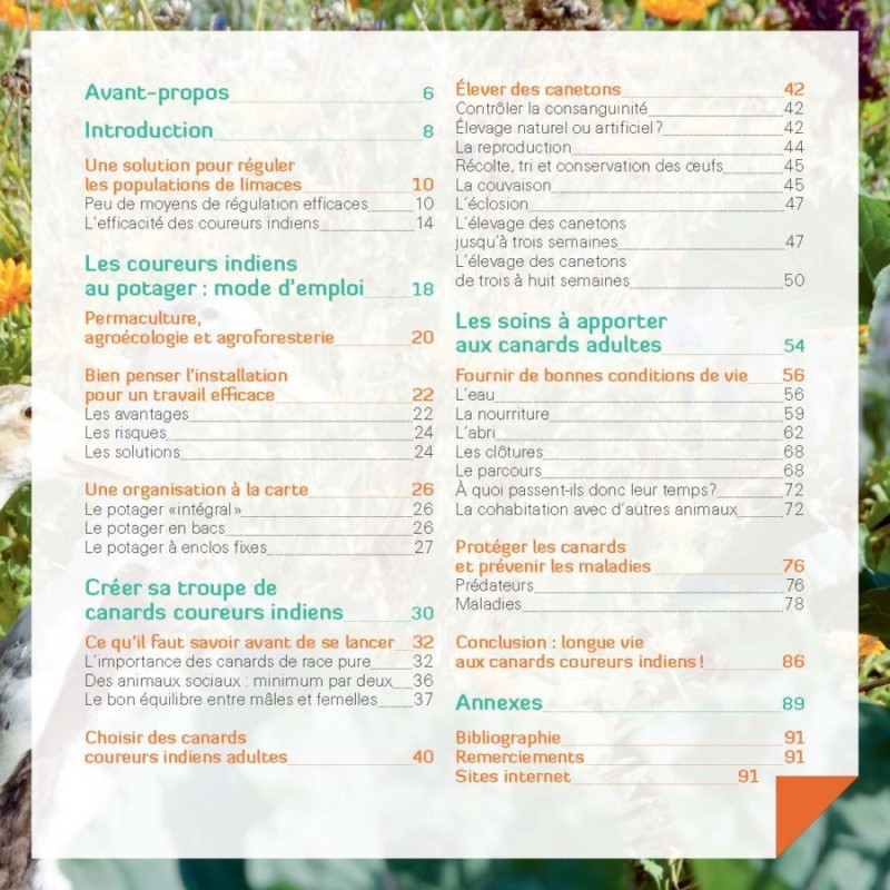 Des canards coureurs indiens dans mon jardin - Stop aux limaces ! Des canards coureurs indiens dans mon jardin - Stop aux limaces !