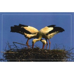 Cigognes blanches - Carte de correspondance (photo)