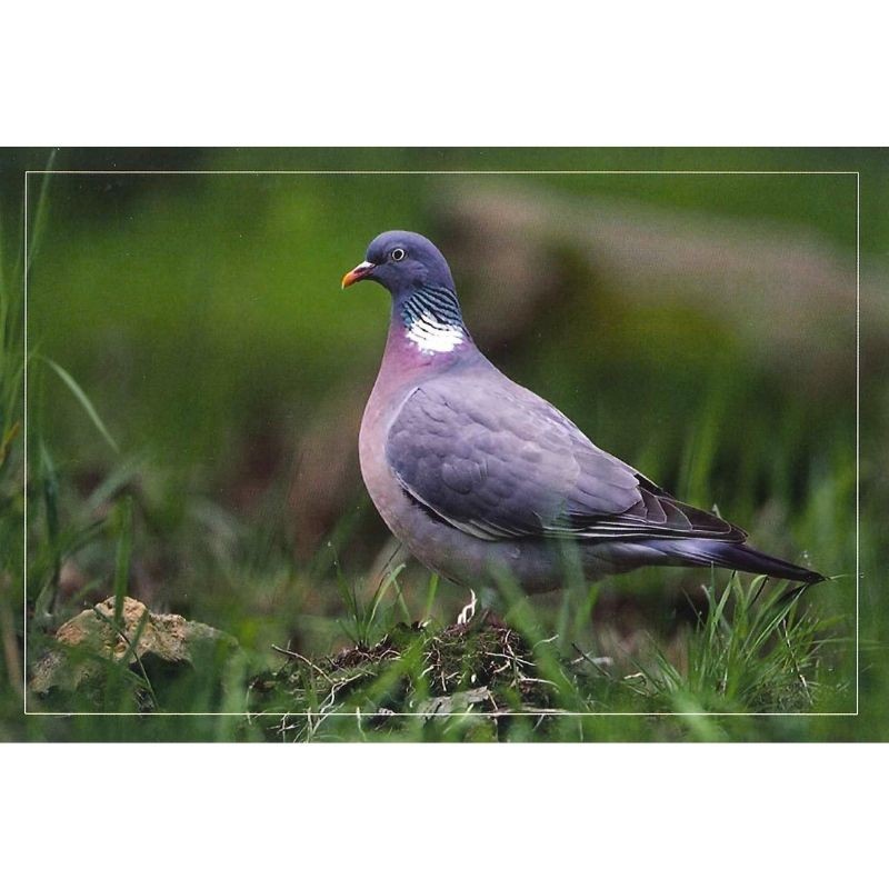 Pigeon ramier - Carte de correspondance (photo)