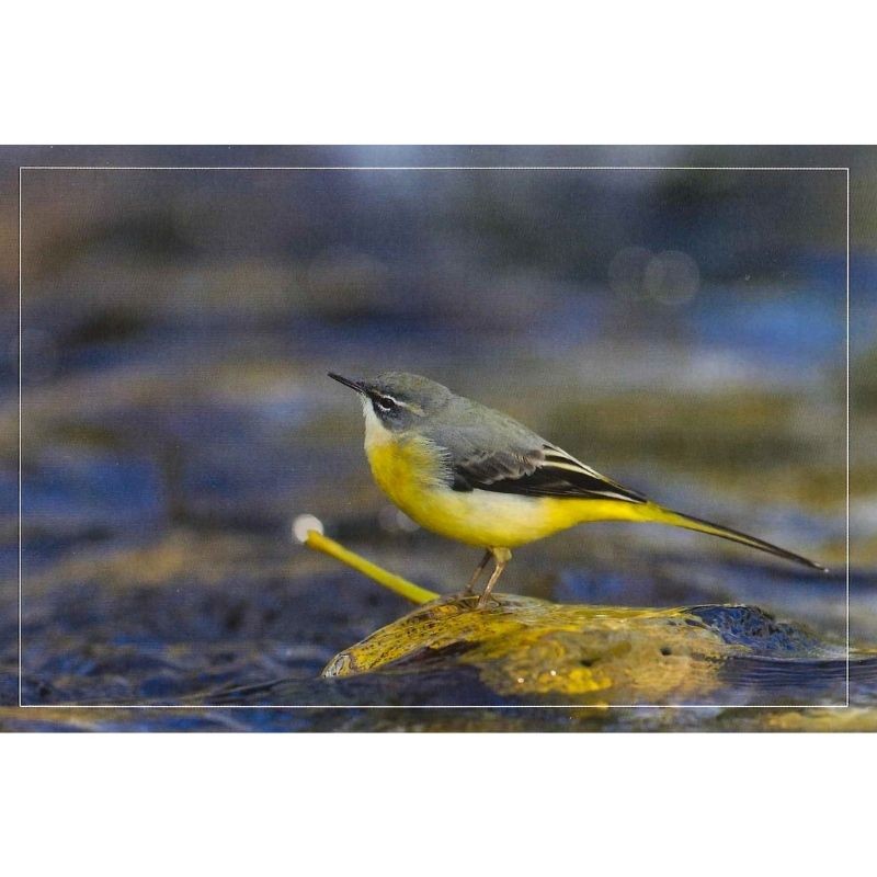 10 cartes de correspondance - Série Oiseaux + Ecureuil roux (photos)