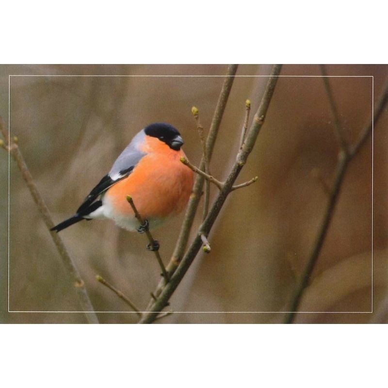 10 cartes de correspondance - Série Oiseaux + Ecureuil roux (photos)