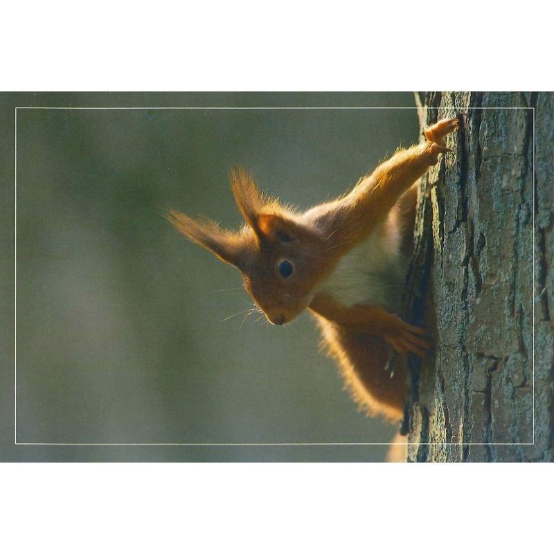 10 cartes de correspondance - Série Oiseaux + Ecureuil roux (photos)