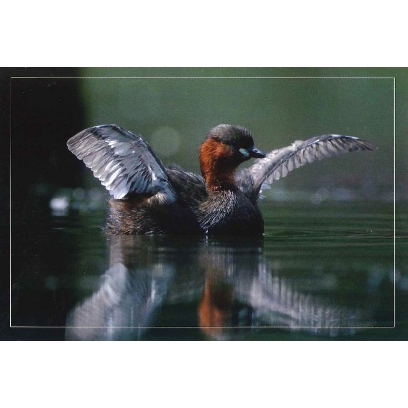 10 cartes de correspondance - Série Oiseaux + Ecureuil roux (photos)