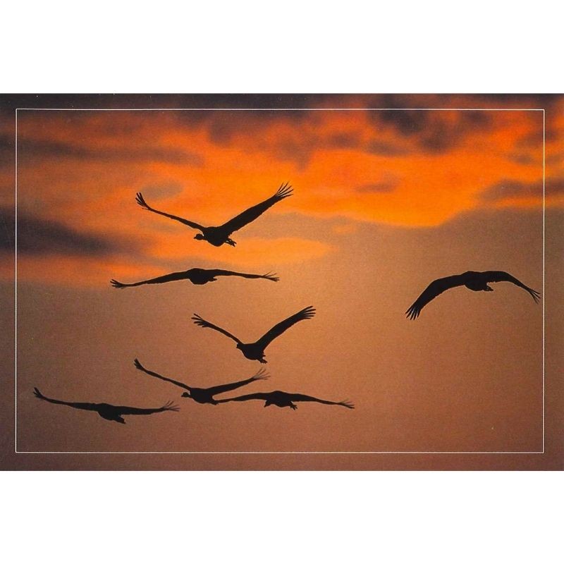 10 cartes de correspondance - Série Oiseaux + Ecureuil roux (photos)