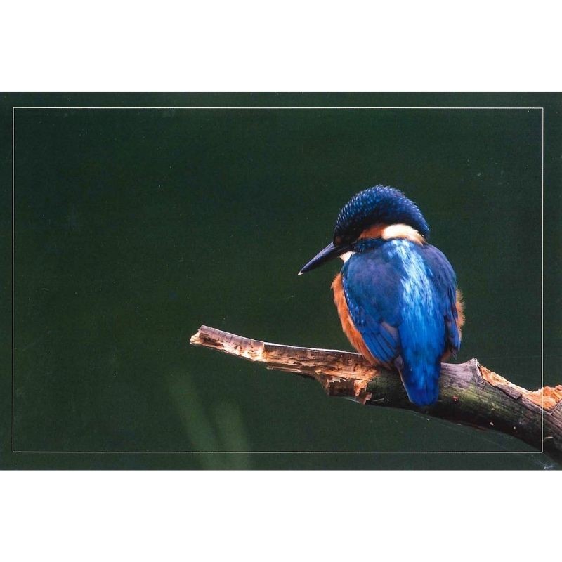 10 cartes de correspondance - Série Oiseaux + Ecureuil roux (photos)