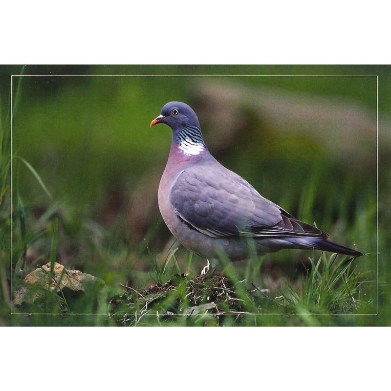10 cartes de correspondance - Série Oiseaux + Ecureuil roux (photos)