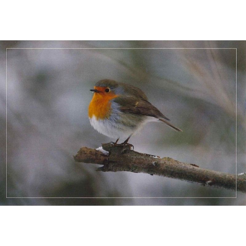 10 cartes de correspondance - Série Oiseaux + Ecureuil roux (photos)