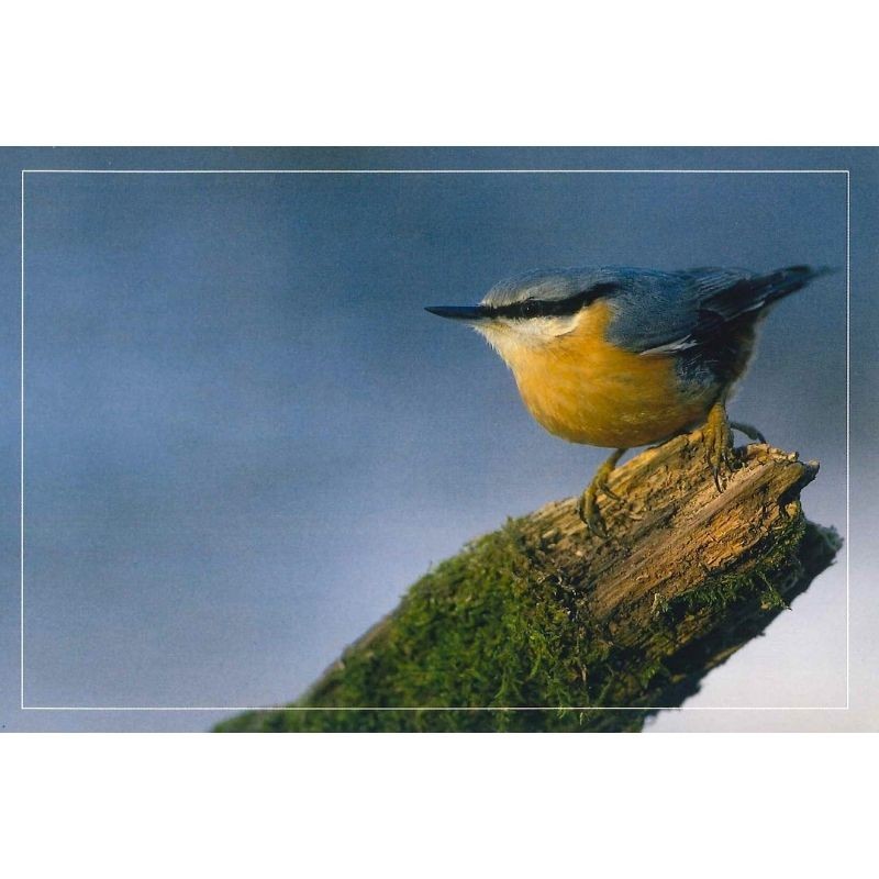 10 cartes de correspondance - Série Oiseaux + Ecureuil roux (photos)