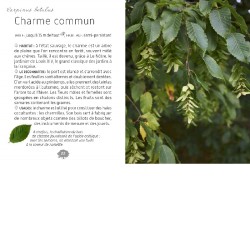 Mini-guide des arbres Mini-guide des arbres
