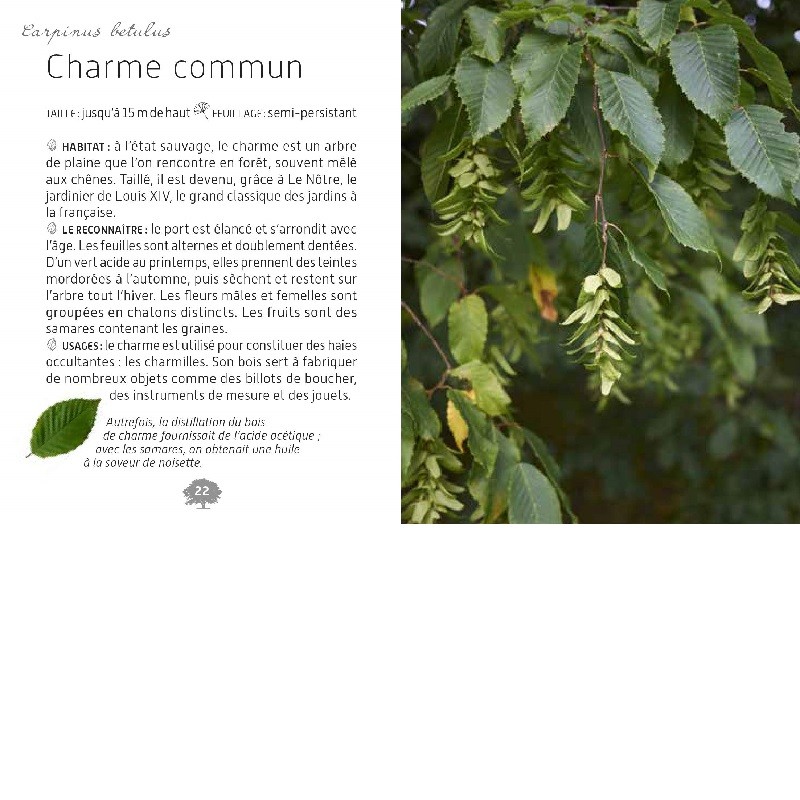 Mini-guide des arbres Mini-guide des arbres