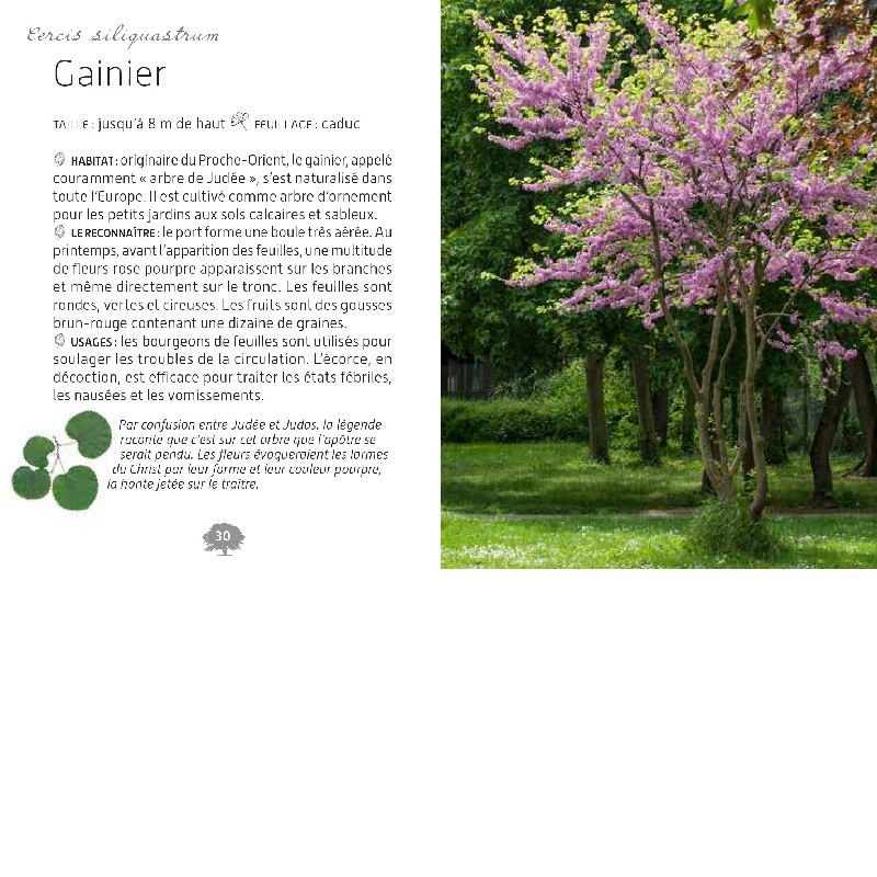 Mini-guide des arbres Mini-guide des arbres