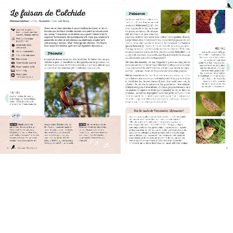 Ecoutons la forêt ! Identifier plus de 60 animaux (oiseaux, grenouilles, mammifères, insectes...)