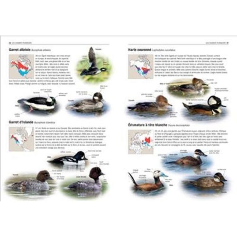 Tous les oiseaux rares d'Europe
