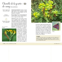 A la découverte des insectes - Coccinelles, papillons, scarabées... - Le guide pour les identifier et découvrir leurs secrets