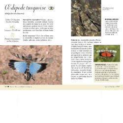 A la découverte des insectes - Coccinelles, papillons, scarabées... - Le guide pour les identifier et découvrir leurs secrets