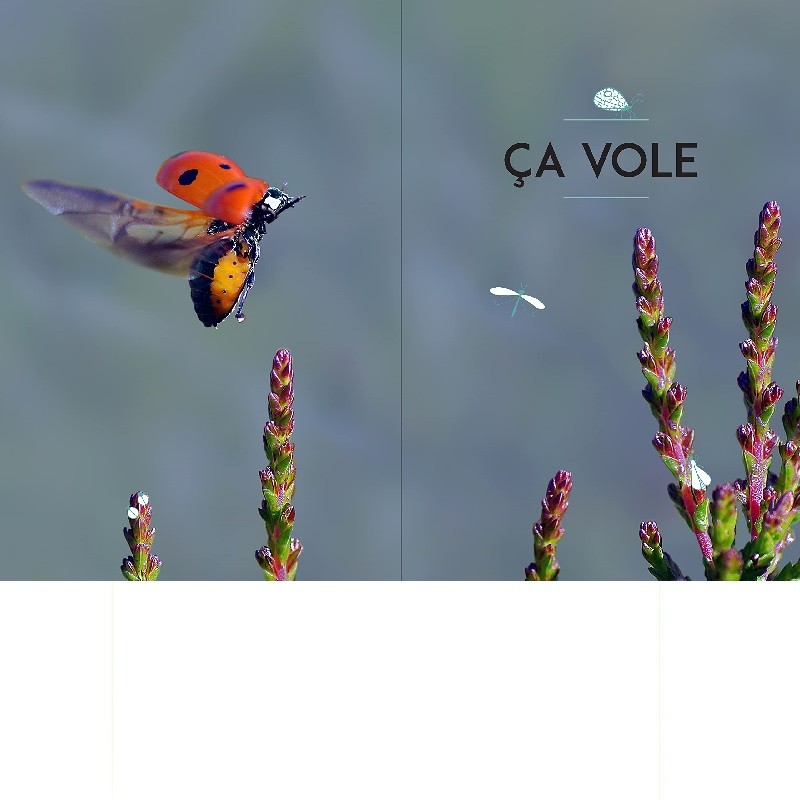 A la découverte des insectes - Coccinelles, papillons, scarabées... - Le guide pour les identifier et découvrir leurs secrets