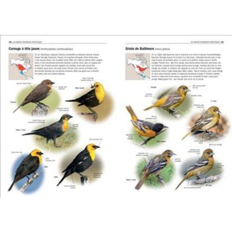Tous les oiseaux rares d'Europe