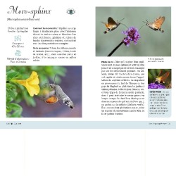 A la découverte des insectes - Coccinelles, papillons, scarabées... - Le guide pour les identifier et découvrir leurs secrets