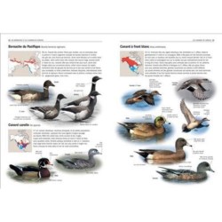 Tous les oiseaux rares d'Europe Tous les oiseaux rares d'Europe