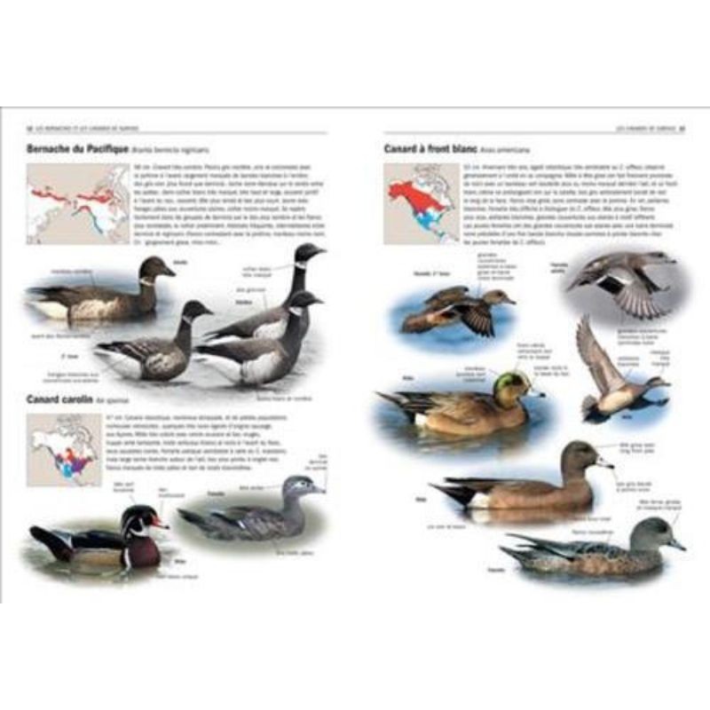 Tous les oiseaux rares d'Europe