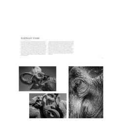 La sixième extinction - Le règne animal en péril La sixième extinction - Le règne animal en péril