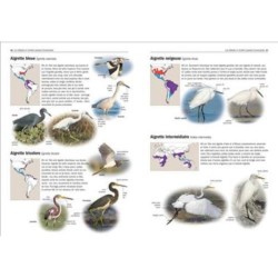 Tous les oiseaux rares d'Europe Tous les oiseaux rares d'Europe