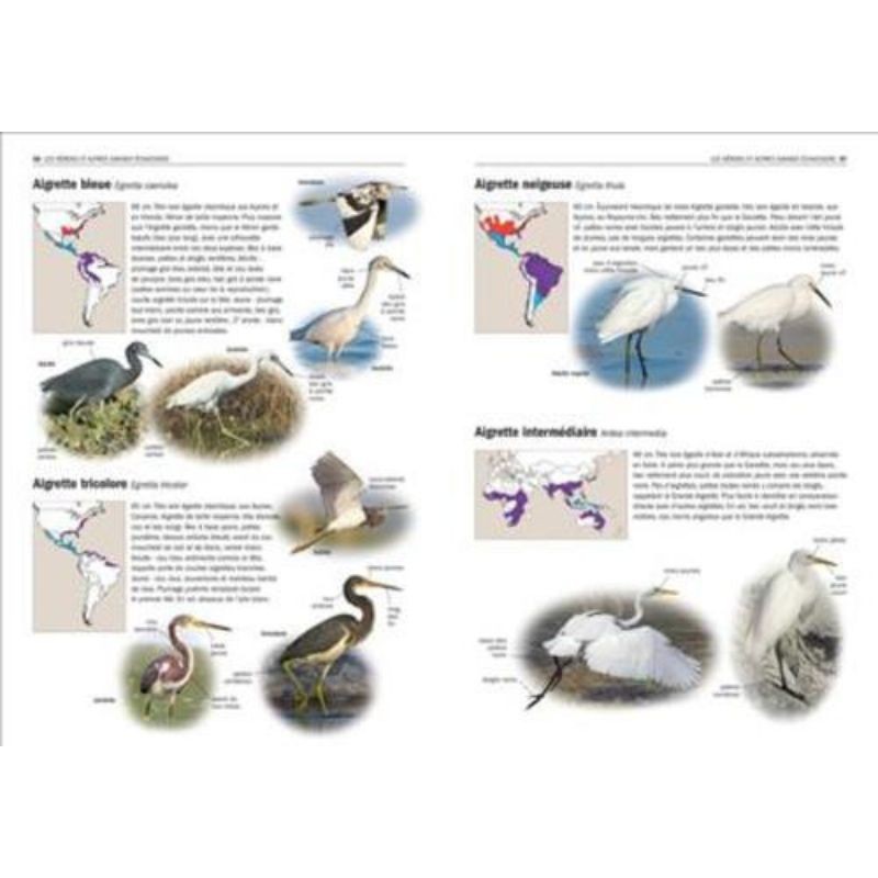Tous les oiseaux rares d'Europe
