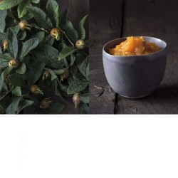 Les bienfaits des arbres - Reconnaître, récolter, cuisiner et se soigner Les bienfaits des arbres - Reconnaître, récolter, cuisiner et se soigner
