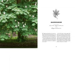 Les bienfaits des arbres - Reconnaître, récolter, cuisiner et se soigner Les bienfaits des arbres - Reconnaître, récolter, cuisiner et se soigner