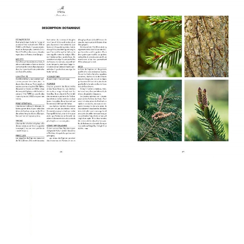 Les bienfaits des arbres - Reconnaître, récolter, cuisiner et se soigner Les bienfaits des arbres - Reconnaître, récolter, cuisiner et se soigner