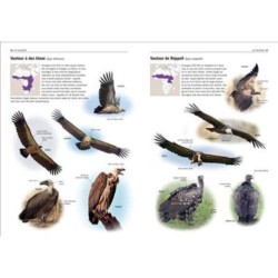 Tous les oiseaux rares d'Europe Tous les oiseaux rares d'Europe