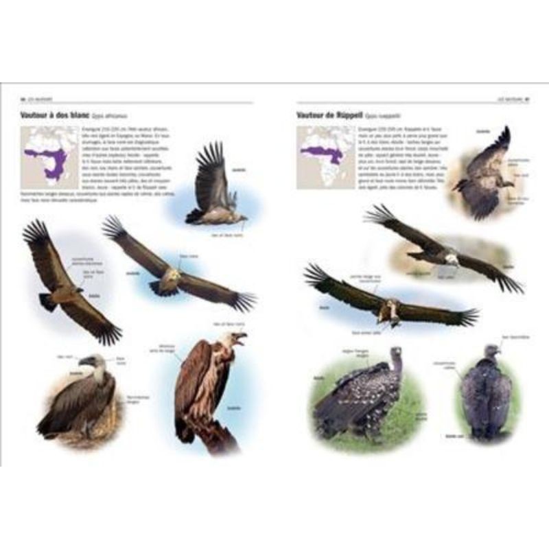 Tous les oiseaux rares d'Europe