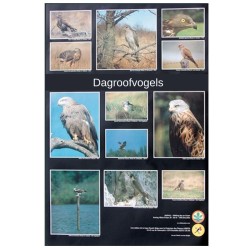 Poster Onze dagroofvogels