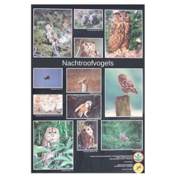 Poster Onze nachtroofvogels