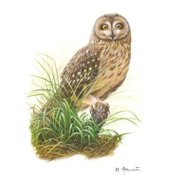 Hibou des Marais - Carte d'André Buzin