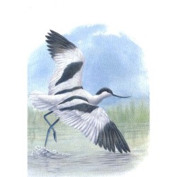 Avocette - Carte d'André Buzin