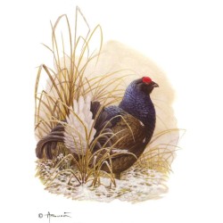Tétras lyre - Petit coq de bruyère - Carte d'André Buzin