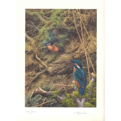 Tirage limité martin-pêcheurs "Joyaux des rives" - Tableau d'André Buzin - 35x45 cm Tirage limité martin-pêcheurs "Joyaux des rives" - Tableau d'André Buzin - 35x45 cm
