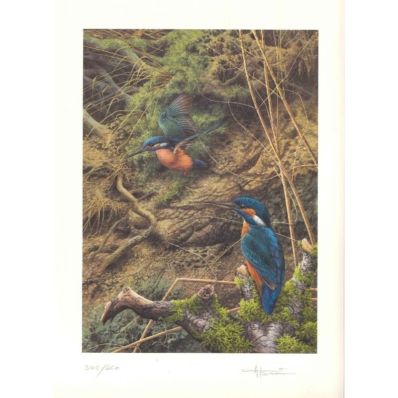 Tirage limité martin-pêcheurs "Joyaux des rives" - Tableau d'André Buzin - 35x45 cm