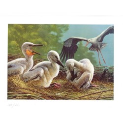 Tirage limité cigognes blanches "Les Blanches voisines" - Tableau d'André Buzin - 35x45 cm Tirage limité cigognes blanches "Les Blanches voisines" - Tableau d'André Buzin - 35x45 cm