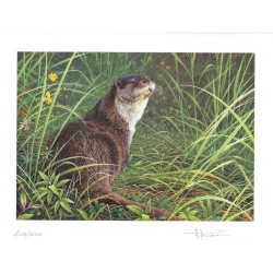 Tirage limité Loutre "La Nymphe des Rivières" - Tableau d'André Buzin - 35x45 cm