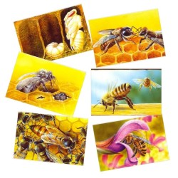 Abeilles - Série de 6 cartes - André Buzin