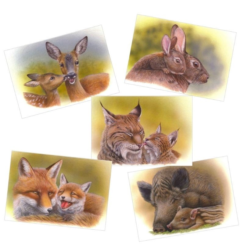 Jeunes mammifères sauvages - Série de 5 cartes - André Buzin