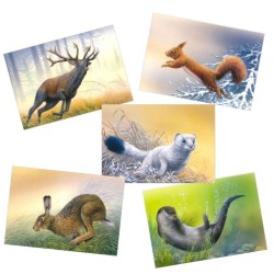 Mammifères en mouvement - Série de 5 cartes - André Buzin