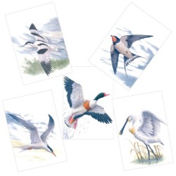 Réserve naturelle du Zwin - Série de 5 cartes - André Buzin