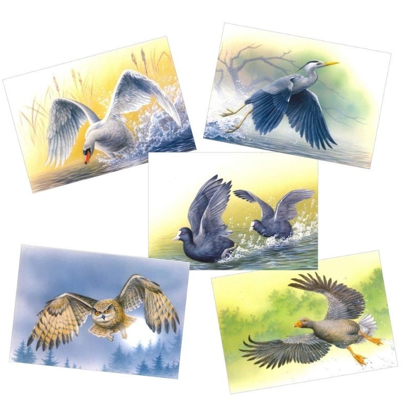 Oiseaux en mouvement - Série de 5 cartes - André Buzin