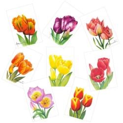 Tulipes - Série de 8 cartes - André Buzin