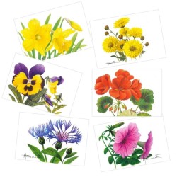 Fleurs de culture - Série 1 de 6 cartes - André Buzin