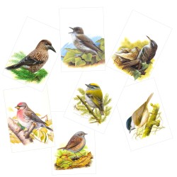 Série 1 - Passereaux - 7 cartes d'André Buzin